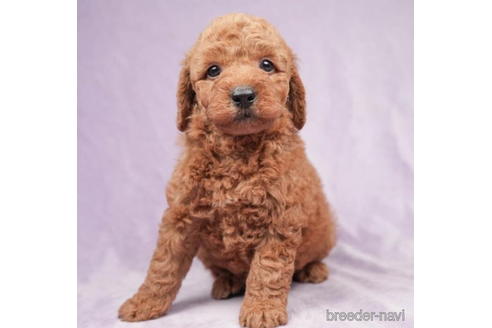 成約済の東京都のトイプードル-208871の5枚目